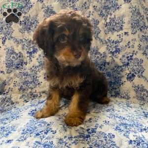 Petey, Cavapoo Puppy